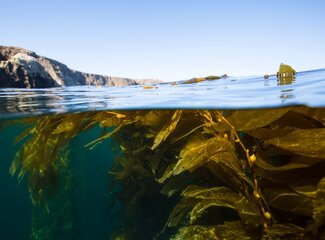 Les oméga 3 végétaliens sont-ils aussi bons que les oméga 3 de l'huile de poisson?