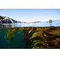 Ist veganes Omega 3 genauso gut wie Omega 3 aus Fischöl?