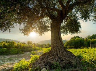 Probiotics with antibiotics: why and when you should start