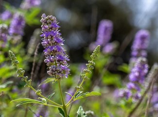 Vitex Agnus Castus: Zo helpt Monnikspeper je hormonen op een natuurlijke manier