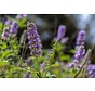 Vitex Agnus Castus: So hilft Mönchspfeffer deinen Hormonen auf natürliche Weise