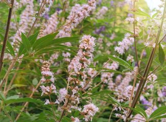 Which vitamins and minerals are especially important during menopause?