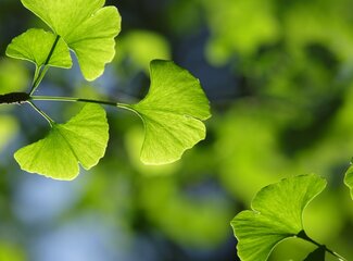 Ginkgo biloba: Natürlicher Schub für dein Gehirn und deine Konzentration