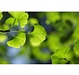 Ginkgo biloba: Natuurlijke boost voor je hersenen en focus