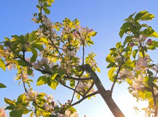 Blue light and melatonin: How screens impact your hormones