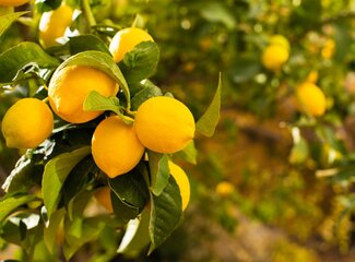 Vitamin C: what's it good for?