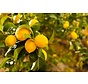Vitamin C: Wofür ist es gut?