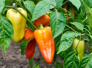 Vitamin C in food: where is it in it?