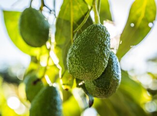 Aliments contenant de la vitamine E