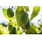 Aliments contenant de la vitamine E