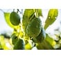 Lebensmittel mit Vitamin E