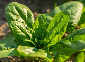 Iron deficiency? These groups are at risk!