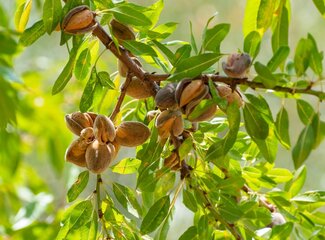 Veganism and calcium: what's important?