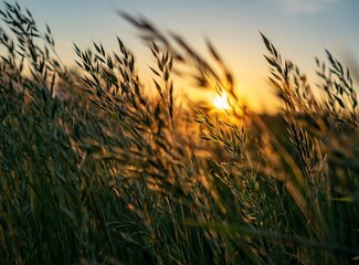 Zinc for a strong immune system