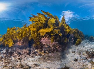 Iodine deficiency: how do I notice it?