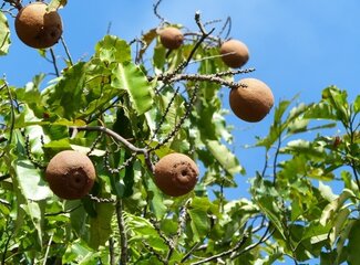 What is selenium? Key benefits for your health at a glance