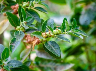 Everything you need to know about Ashwagandha