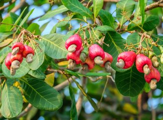 What contains copper?