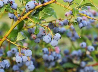 Vitamin requirements during stress: how to give your body optimal support