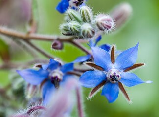 Borage oil: everything you need to know about its health benefits