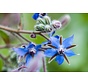 Borage oil: everything you need to know about its health benefits