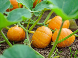 Graines de courge : un petit concentré d'énergie pour ta santé