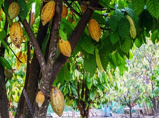 La peau irritée à cause du chocolat ? Voici les vraies causes de l'acné