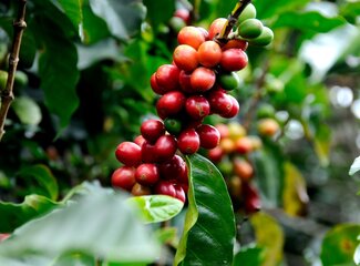 What does caffeine do to your body? These are the effects