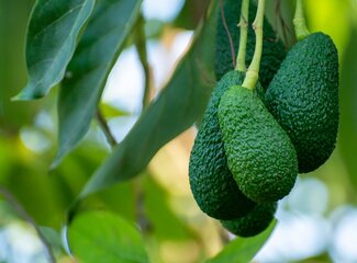 Boost je gezondheid: Ontdek de kracht van Omega-3 + Vitamines A, D3, E en K2