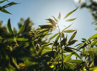 Hemp seeds: superfood for skin, heart and energy