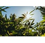 Hennepzaad: superfood voor huid, hart en energie