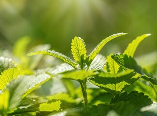 5 natural tips for improved digestion