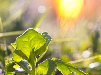 Votre multivitamine contient-elle suffisamment de vitamine D ? Si nécessaire, prenez des gouttes de vitamine D supplémentaires!