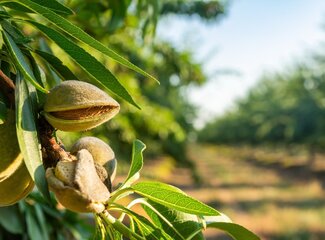 Vitamin E: Wofür ist es gut?