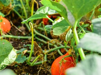 Vitamine und Mineralstoffe, die Sie für die Gesundheit Ihrer Augen benötigen