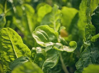 Quelle est la sécurité des suppléments de fer et quel est le risque d'accumulation de fer ?