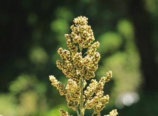 Plant proteins: cover your protein needs without meat