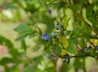 Multivitamines voor vegetariërs en veganisten