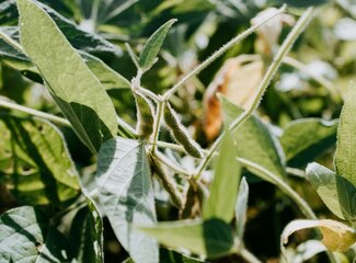 Fertiggerichte können zu Vitamin B6-Mangel führen