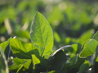 Warum Ballaststoffe für deine Gesundheit wichtig sind