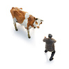 Farmer with obstinate cow (1x)