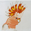 Borduurpatroon Major Mitchel Cockatoo