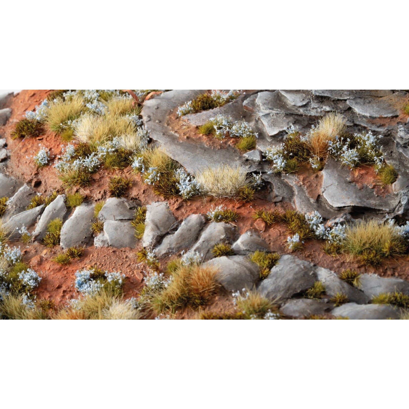 Gamers Grass Forget-Me-Not Tiny Flowers