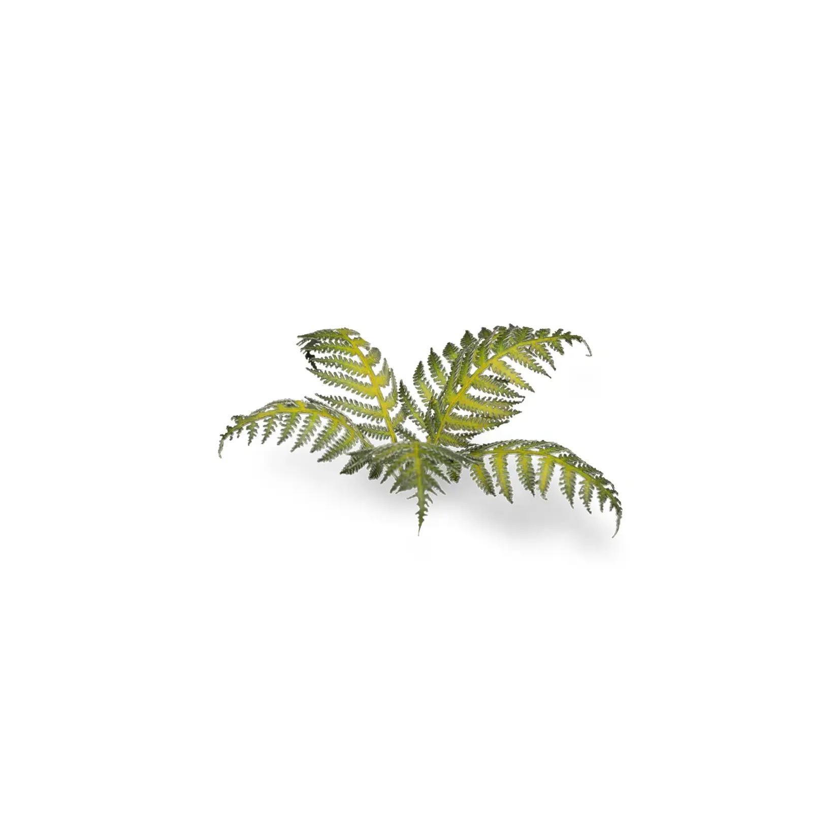 Gamers Grass Laser Plants - Bracken