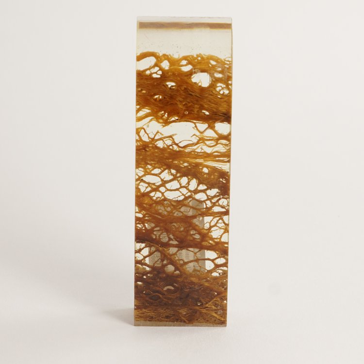 Inclusie glashelder Cholla cactus 40x120x15 mm