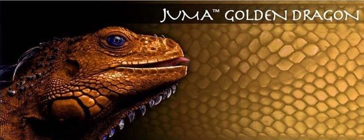 Juma Gouden Draak