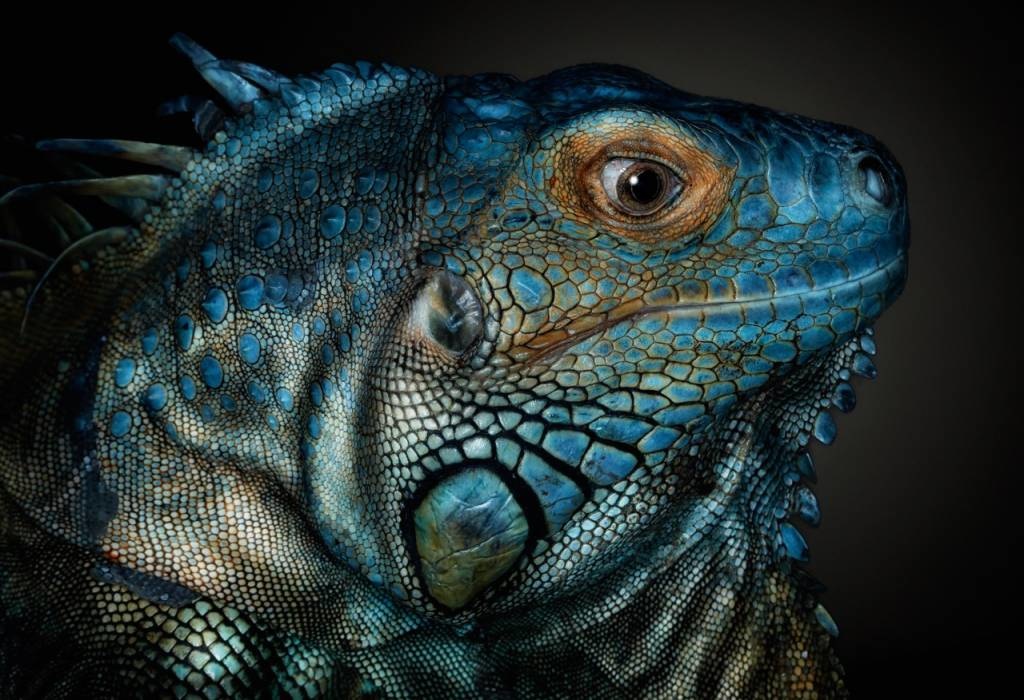 Dragons are awake...