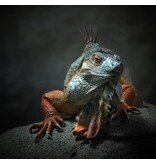 I am the King ,.. who else !