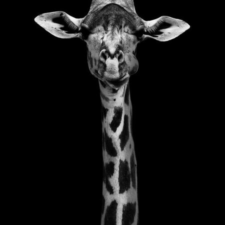 Giraffe Portrait
