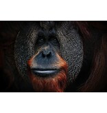 THE MAN OF THE FORREST